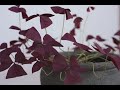 Charmed Wine plant Time Lapse