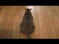 Tsuneo Cat Song