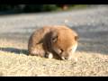 videos de 051 12 7 12 31柴犬(子犬）赤雌