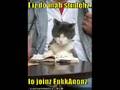 Anon Inactivity means moar CatFun!