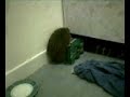 sonic - my hedgehog