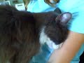 Lap Cat