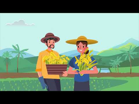 การทำนาแบบเปียกสลับแห้งแกล้งข้าว คืออะไร?