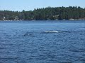 Orca whale watching
