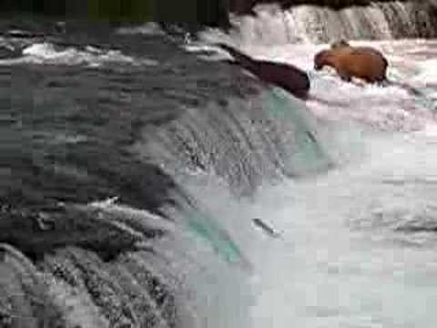 Flying Fish