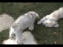lucy-and-elli-and-a-stick.html