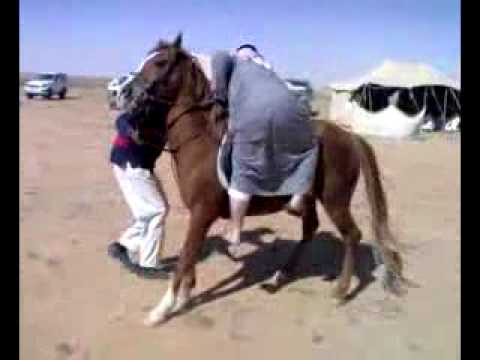 مشهدت سكس حصان