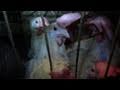 FDA Inspection Affirms HSUS Investigation