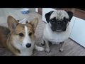 Hunde Vlog 3