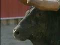 Portuguese Bull Fighting - [BroadbandTV]