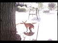 Mi perra cagando