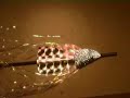 The Turbulator Fly - Trolling Fly - Teaser