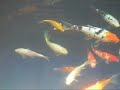 very large white shubunkin goldfish very large white shubunkin goldfish