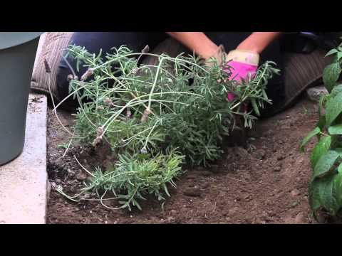 how to transplant lavender