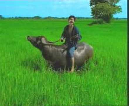 Mahbin Fertilizer [Illusion Money] ...