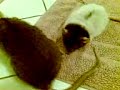 Mes trois petites rattes