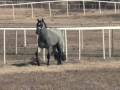 My Final Notice - AQHA Blue Roan Stallion Owned By Riverside Ranch. His sire is the late great 