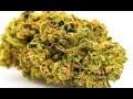 smoking weed mexican rap-B13N SUMBADO c1raxunoh