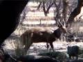 videos de Bowhunt Bushbuck