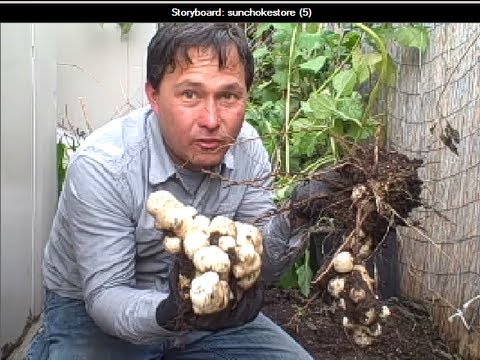 how to harvest and store jerusalem artichokes