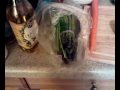 First Thnaksgiving amateur preparations ( Pinay style) Part 1