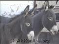 Real Cowboys Capture Wild Burros