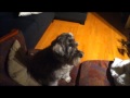 Conversation entre chat et chien