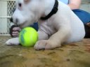 Shrimp and the Tiny Tennis Ball