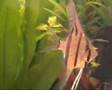 Peru Altum Skalare