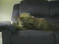 Dummer Hund