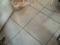 videos de ricofetch.avi
