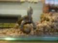 videos de magoo