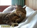 ツネオ君何かに驚く！