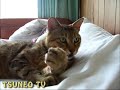 ツネオ君何かに驚く！