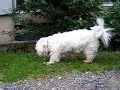 white dog 3 - YUMOS