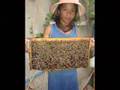 HEXAGON APIARY: Alimodian Beekeeping