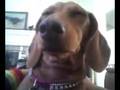 dachshund is falling asleep