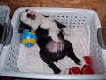 Boston Terrier Puppies