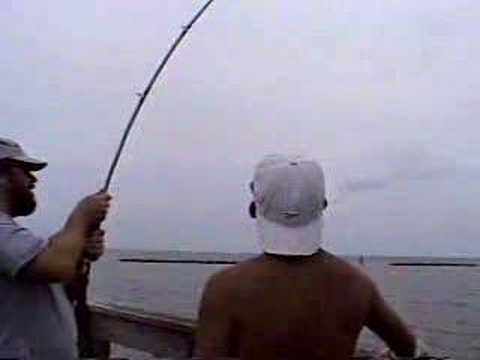Jack Crevalle