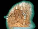 tigers tigers