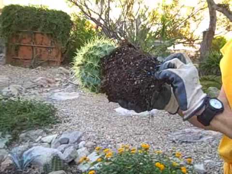 how to transplant golden barrel cactus