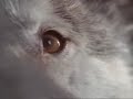 wolf girl.wmv