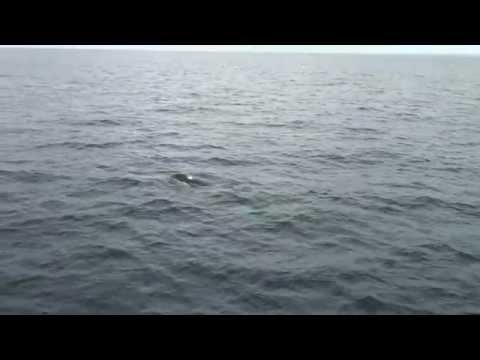 killer whale