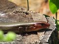 Large male Broad-Head skink