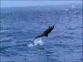 Dolphinnnn