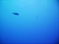 Plong�e avec les requins
