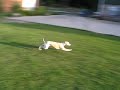 Crazy Running Whippets