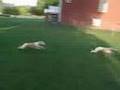 Crazy Running Whippets
