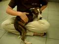 videos de The Royal Bahamian Potcake Puppies