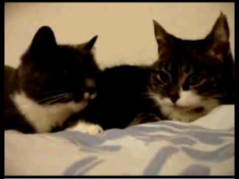 Cats that talk/Katter som pratar